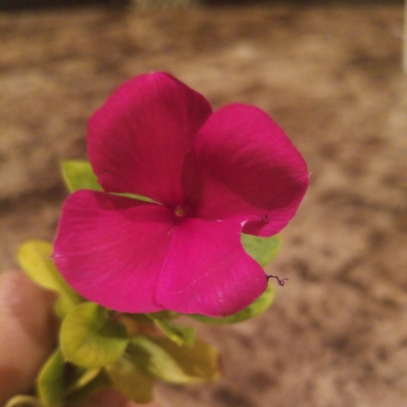 Meet your Posher, Puspa - Picture 1 of 1